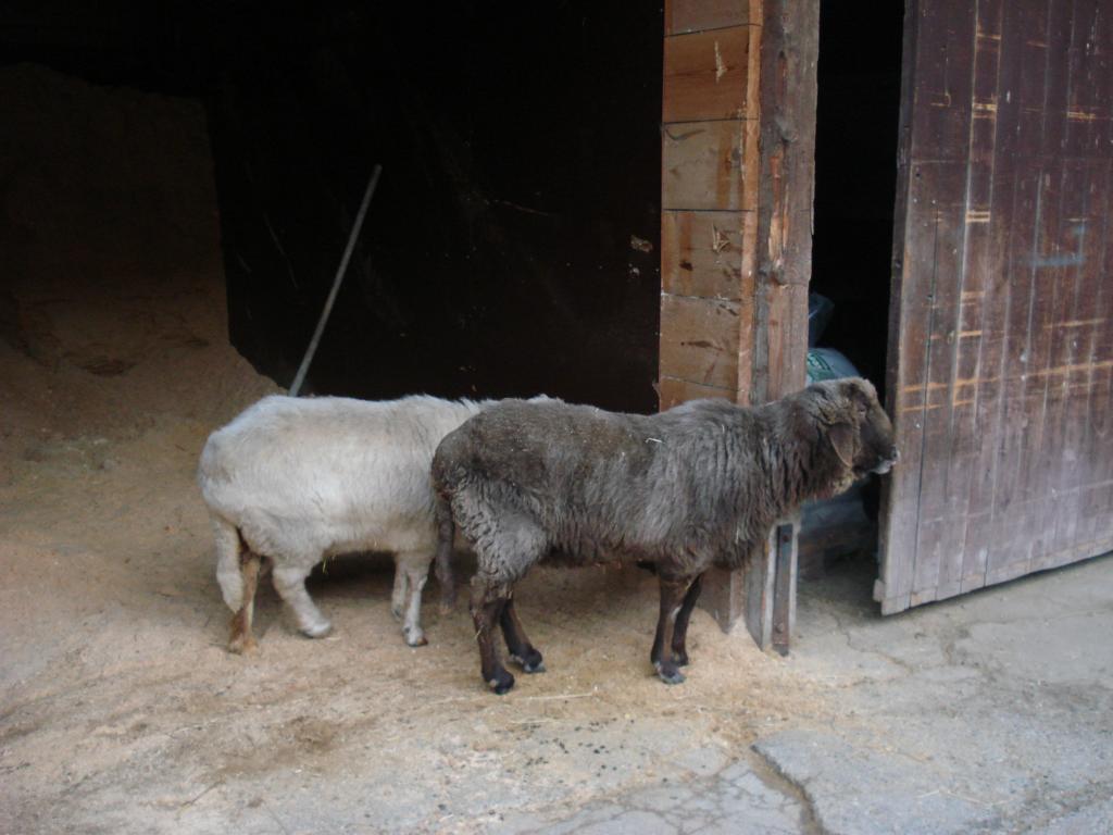 Foto: Regina Franziska Rau - Gut Aiderbichl in Stallach bei Iffeldorf - bei den Osterseen - hier: die zwei betagten Schafe